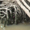 2005